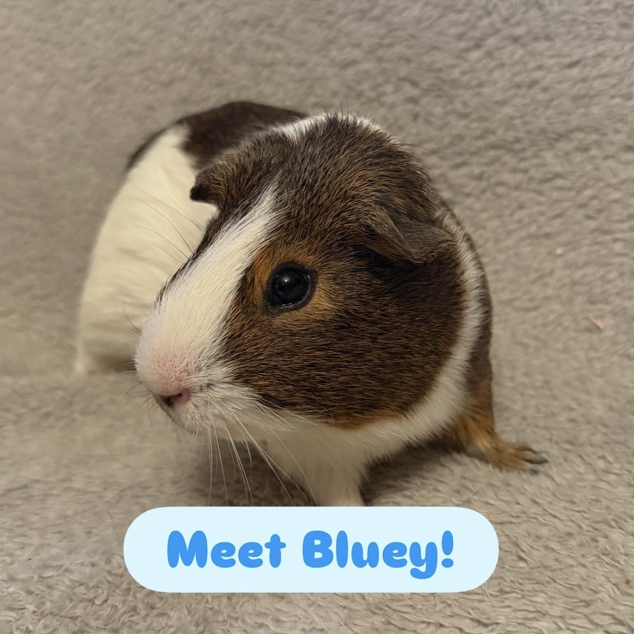 Bluey, ADOPTABLE, Young Male Guinea Pig.