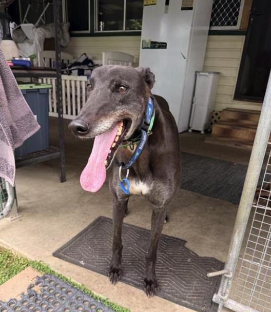 Hang On Harvey (Harvey), Adoptable, Adult Male Greyhound.