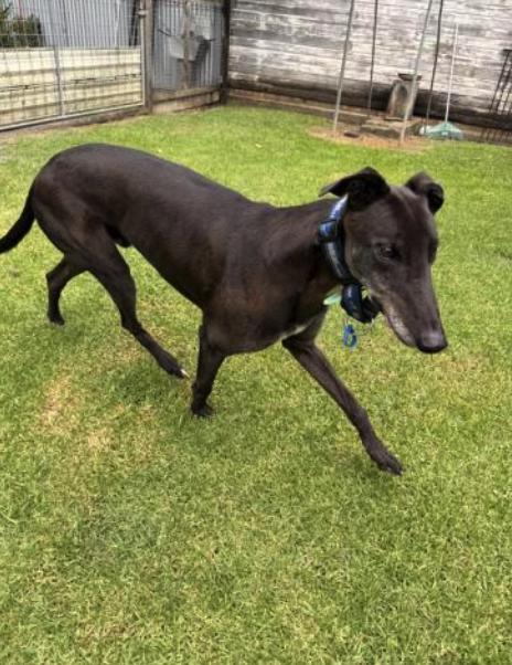 Enlarge Hang On Harvey (Harvey), a Adoptable Greyhound in Tarpon Springs, FL image 2/3