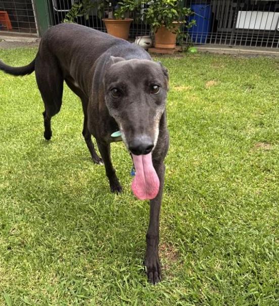 Enlarge Hang On Harvey (Harvey), a Adoptable Greyhound in Tarpon Springs, FL image 3/3