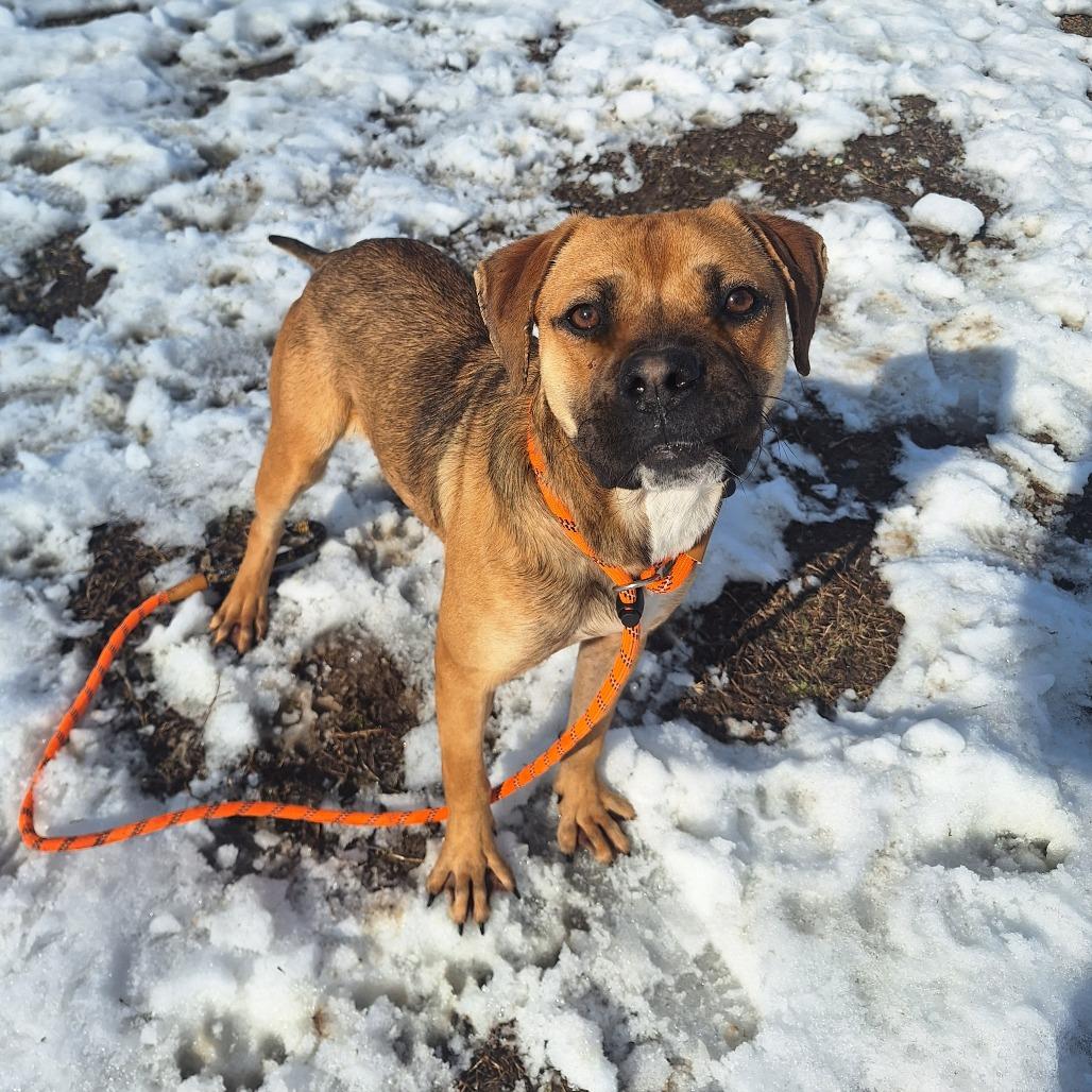 Goddard, a ADOPTABLE Mixed Breed in Cape Girardeau, MO image 3/3