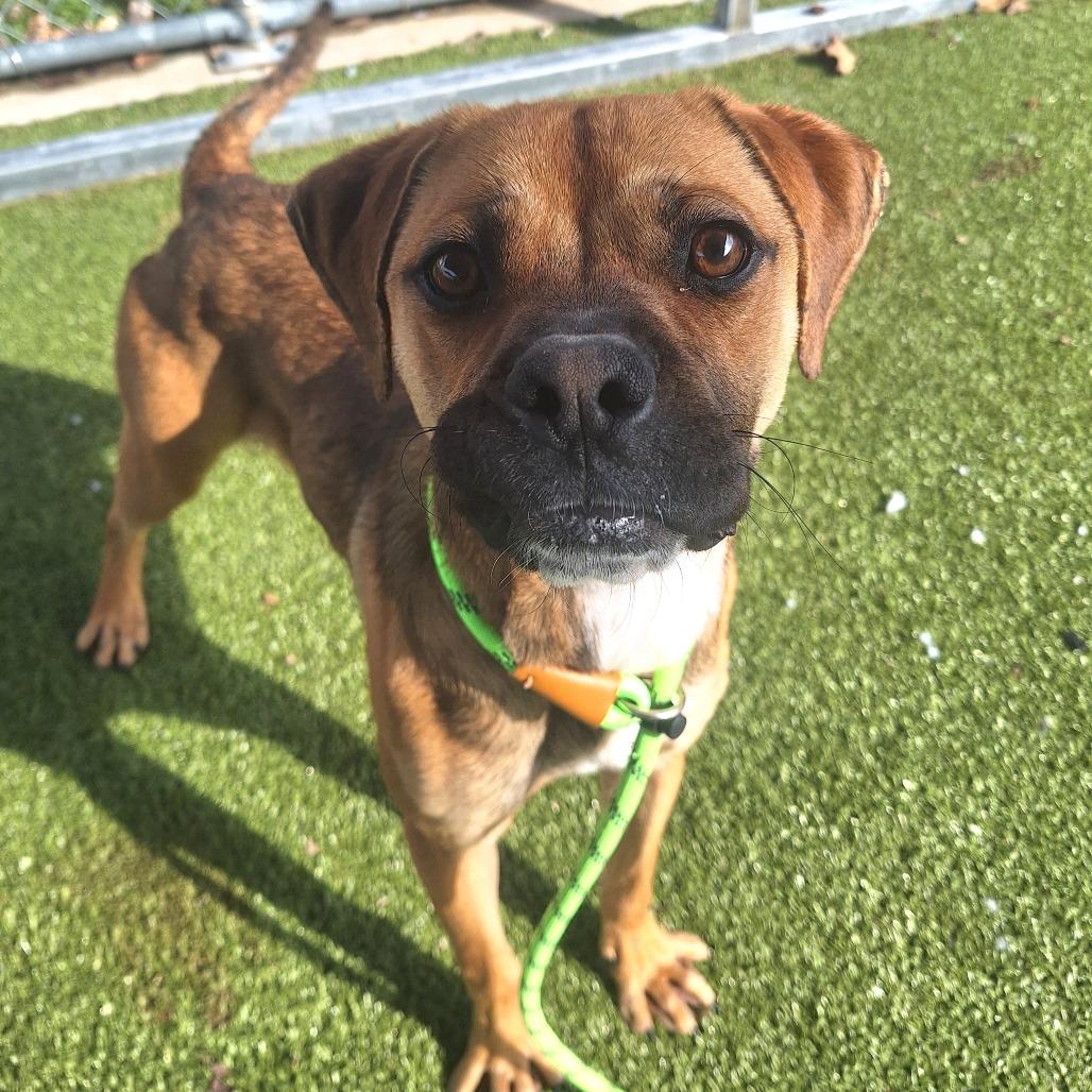 Goddard, ADOPTABLE, Young Male Mixed Breed.