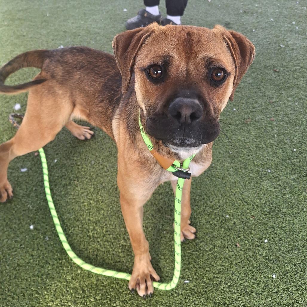 Goddard, a ADOPTABLE Mixed Breed in Cape Girardeau, MO image 2/3