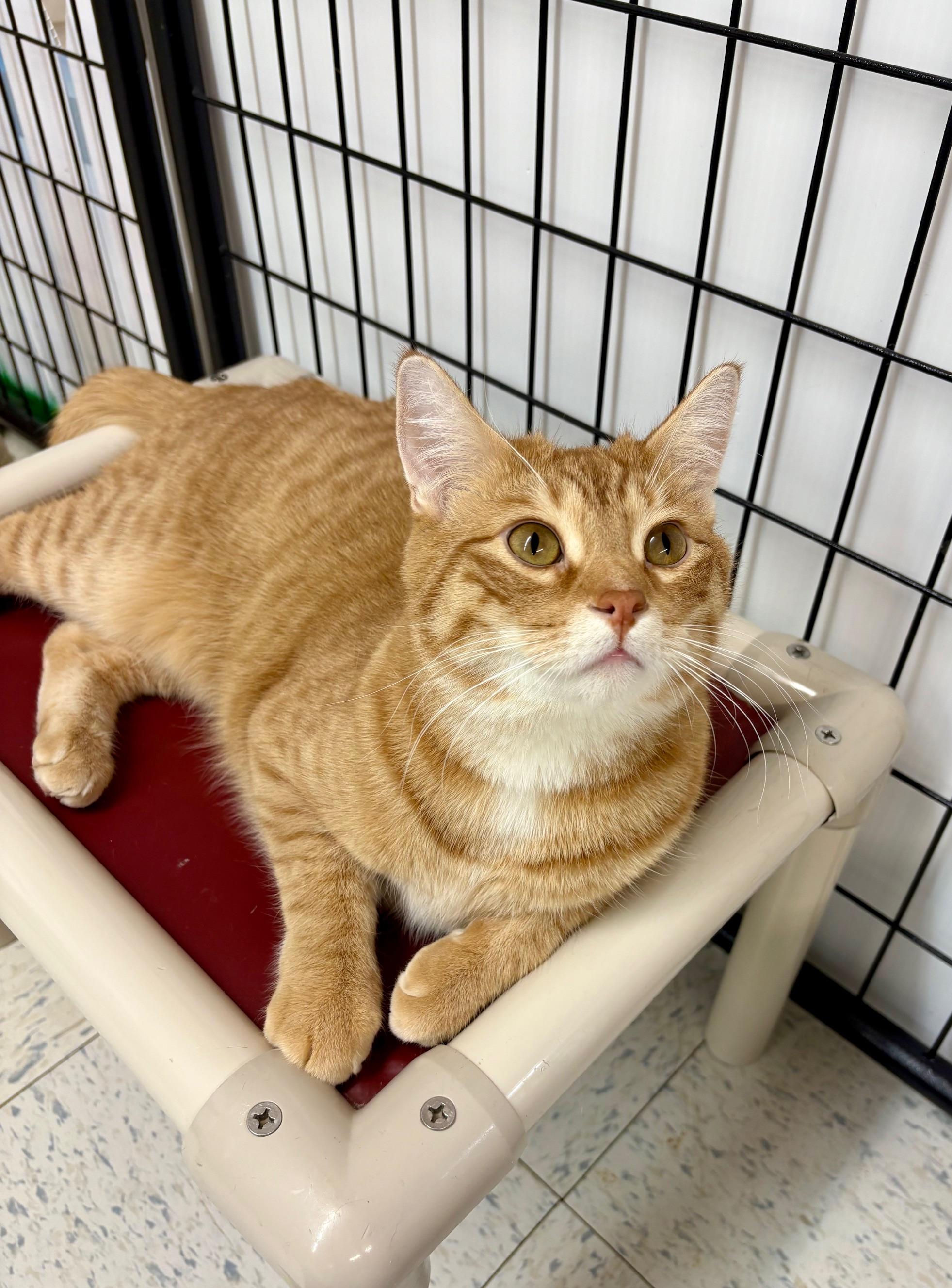 Flame, Adoptable, Adult Male Domestic Short Hair.