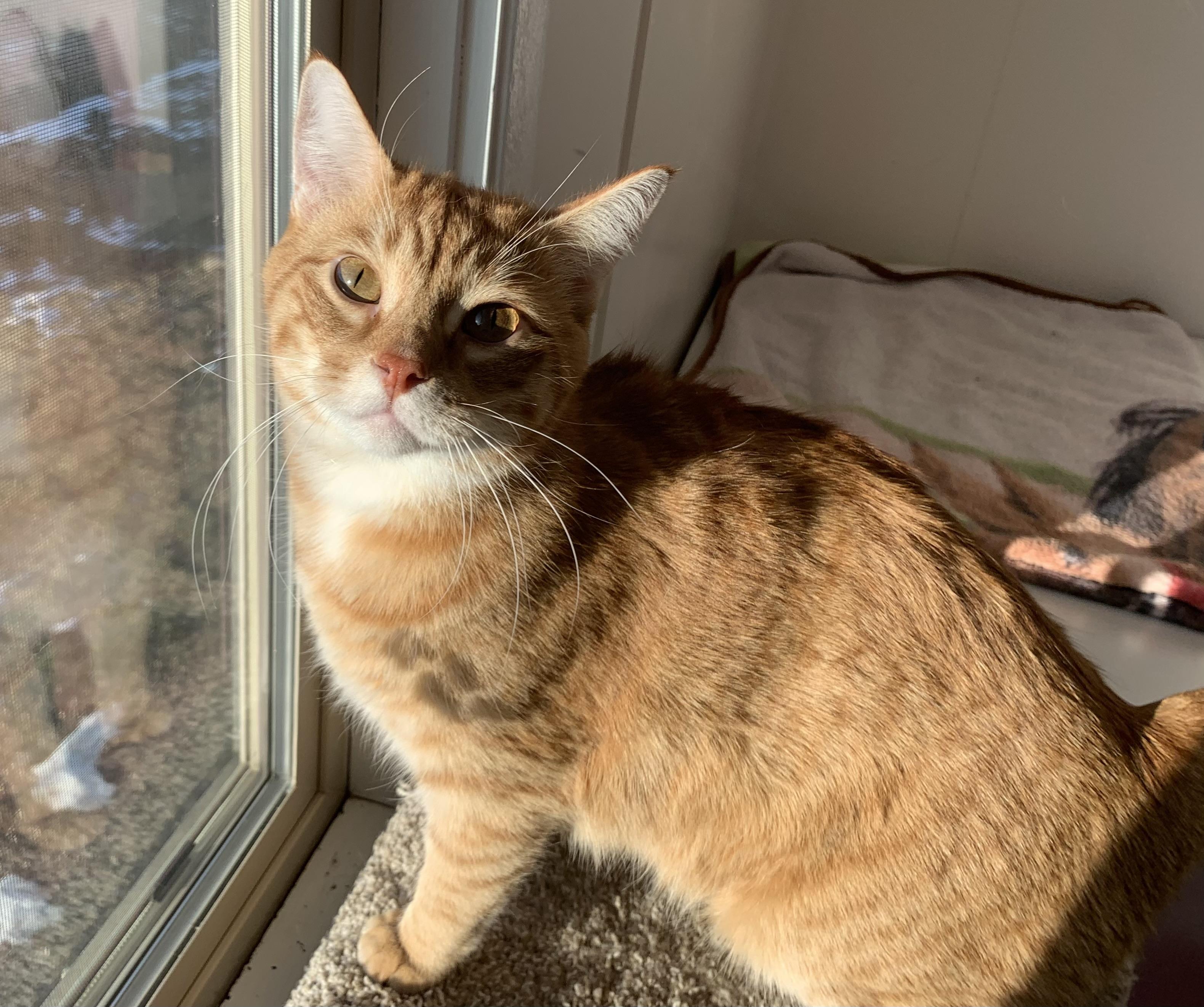 Flame, Adoptable, Adult Male Domestic Short Hair.