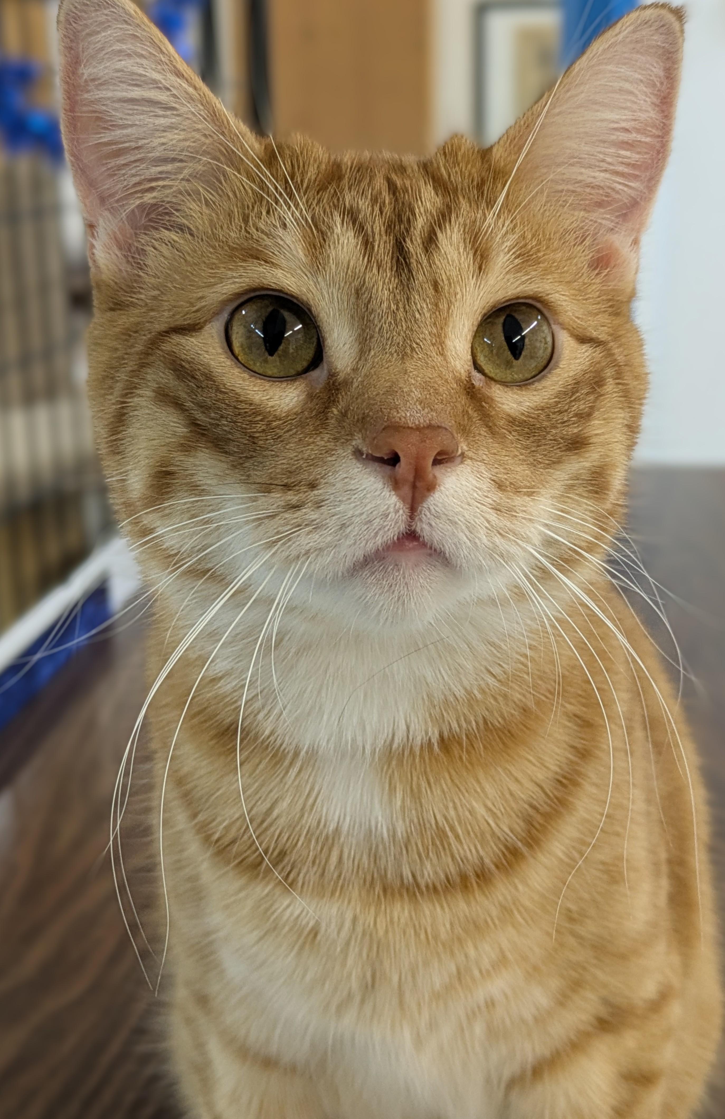 Flame, Adoptable, Adult Male Domestic Short Hair.