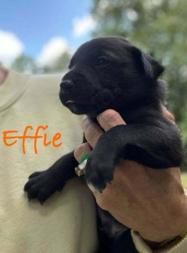Effron, Adoptable, Young Male Australian Shepherd & Mixed Breed.