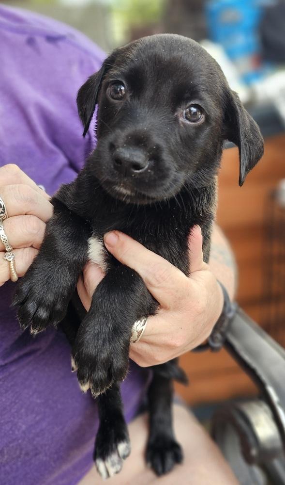 Effron, a Adoptable mixed breed in Nokomis, FL image 2/4