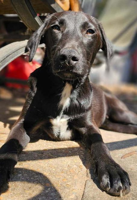 Effron, a Adoptable mixed breed in Nokomis, FL image 3/4