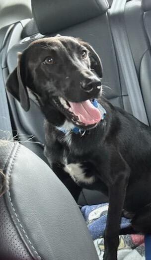 Effron, a Adoptable mixed breed in Nokomis, FL image 4/4