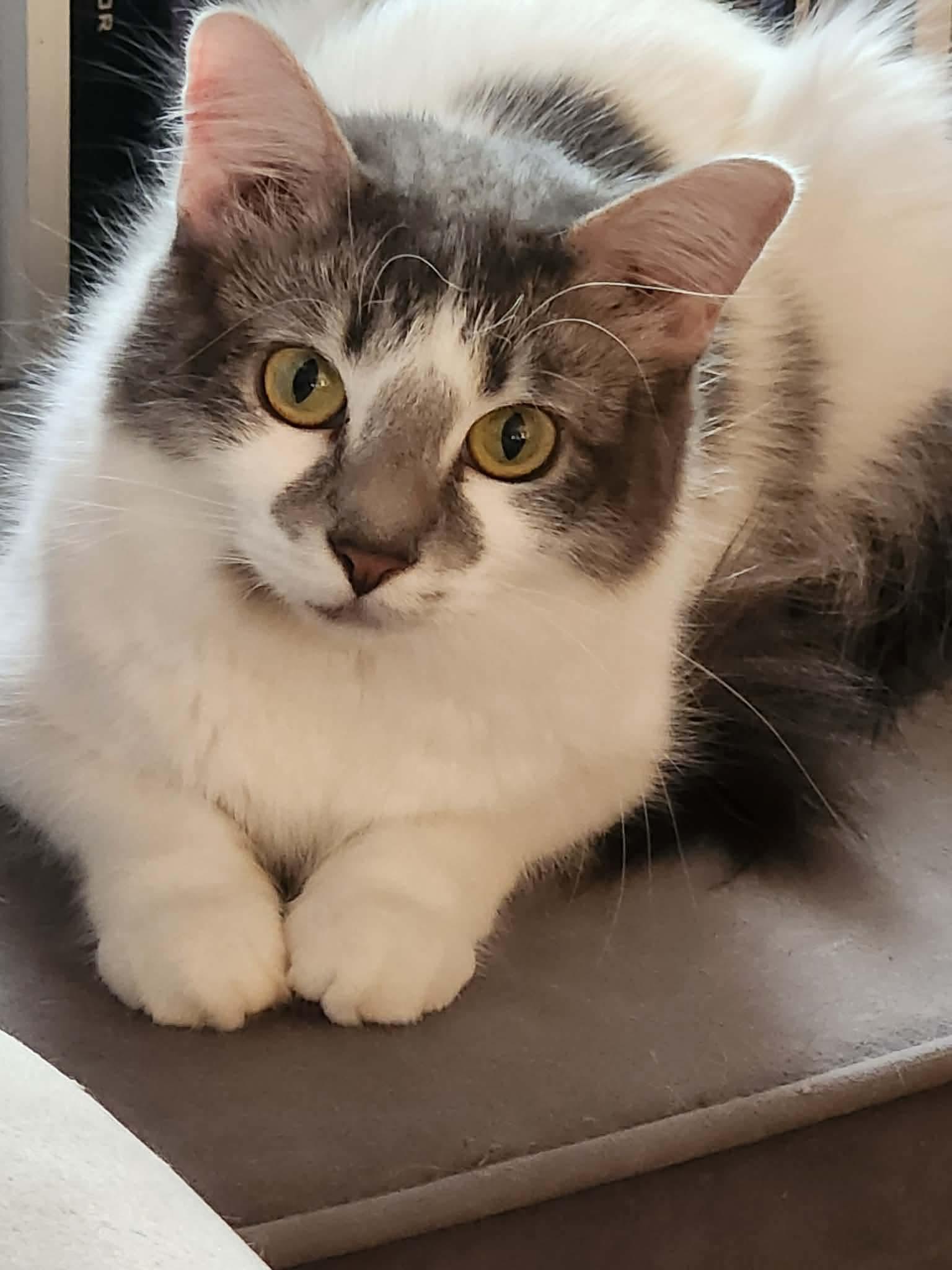 Clover, a Adoptable Domestic Medium Hair in Price, UT image 2/4