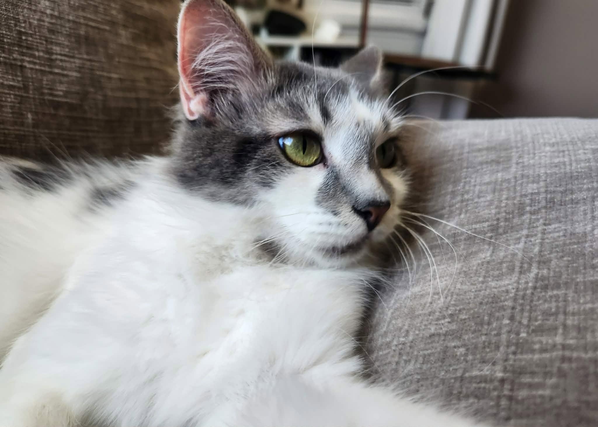 Clover, a Adoptable Domestic Medium Hair in Price, UT image 3/4