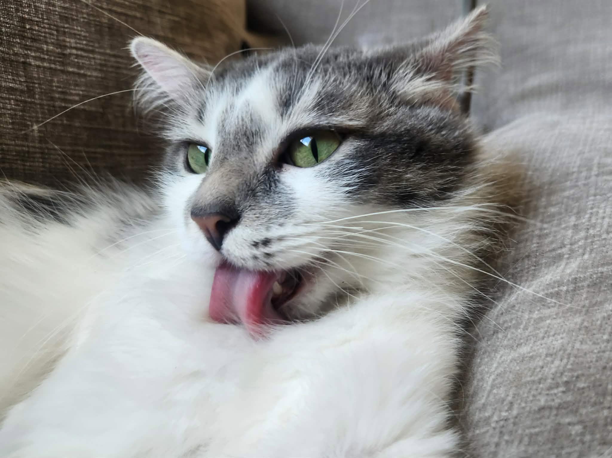 Clover, Adoptable, Adult Female Domestic Medium Hair.