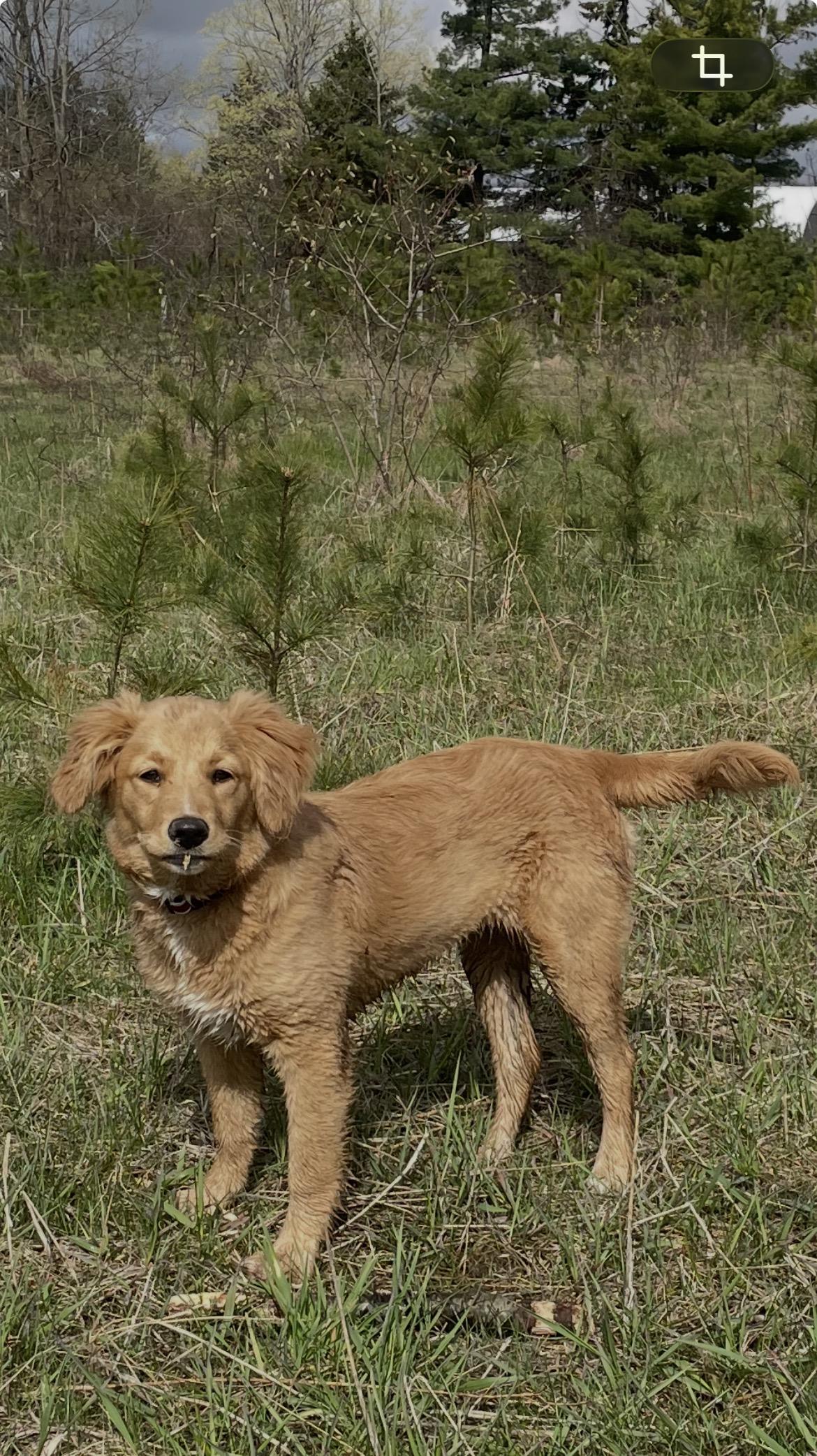Enlarge Sassy Sally, a Adoptable mixed breed in Terra Cotta, ON image 2/5