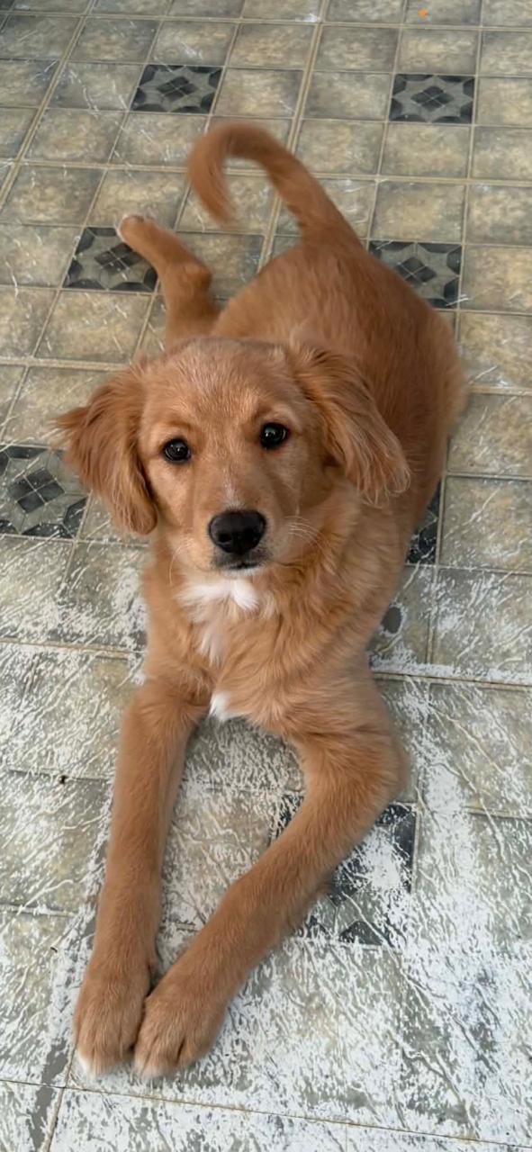 Enlarge Sassy Sally, a Adoptable mixed breed in Terra Cotta, ON image 1/5