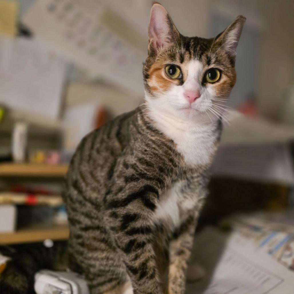 Mary Kate, Adoptable, Young Female Domestic Short Hair.