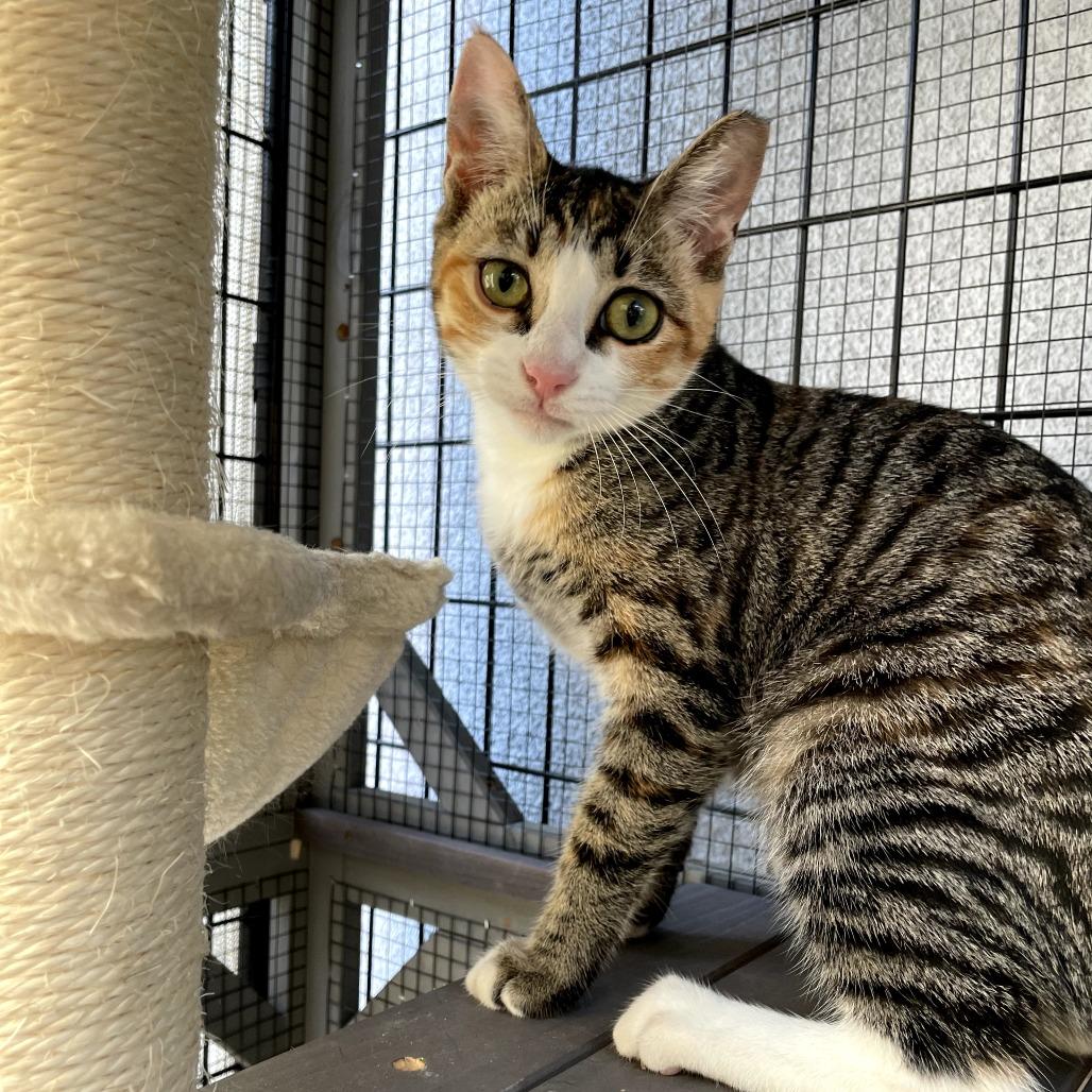 Mary Kate, a Adoptable Domestic Short Hair in Long Beach, CA image 1/6