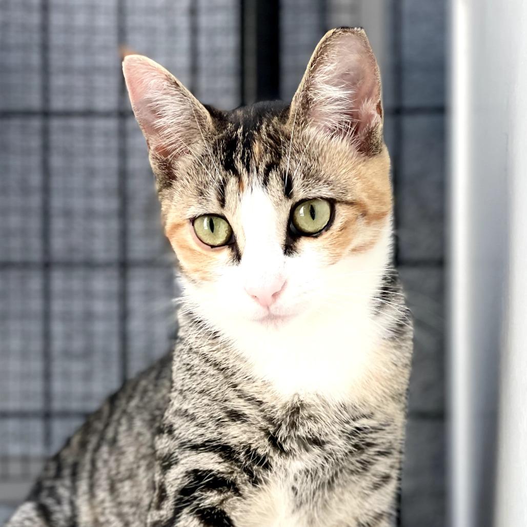 Mary Kate, a Adoptable Domestic Short Hair in Long Beach, CA image 2/6