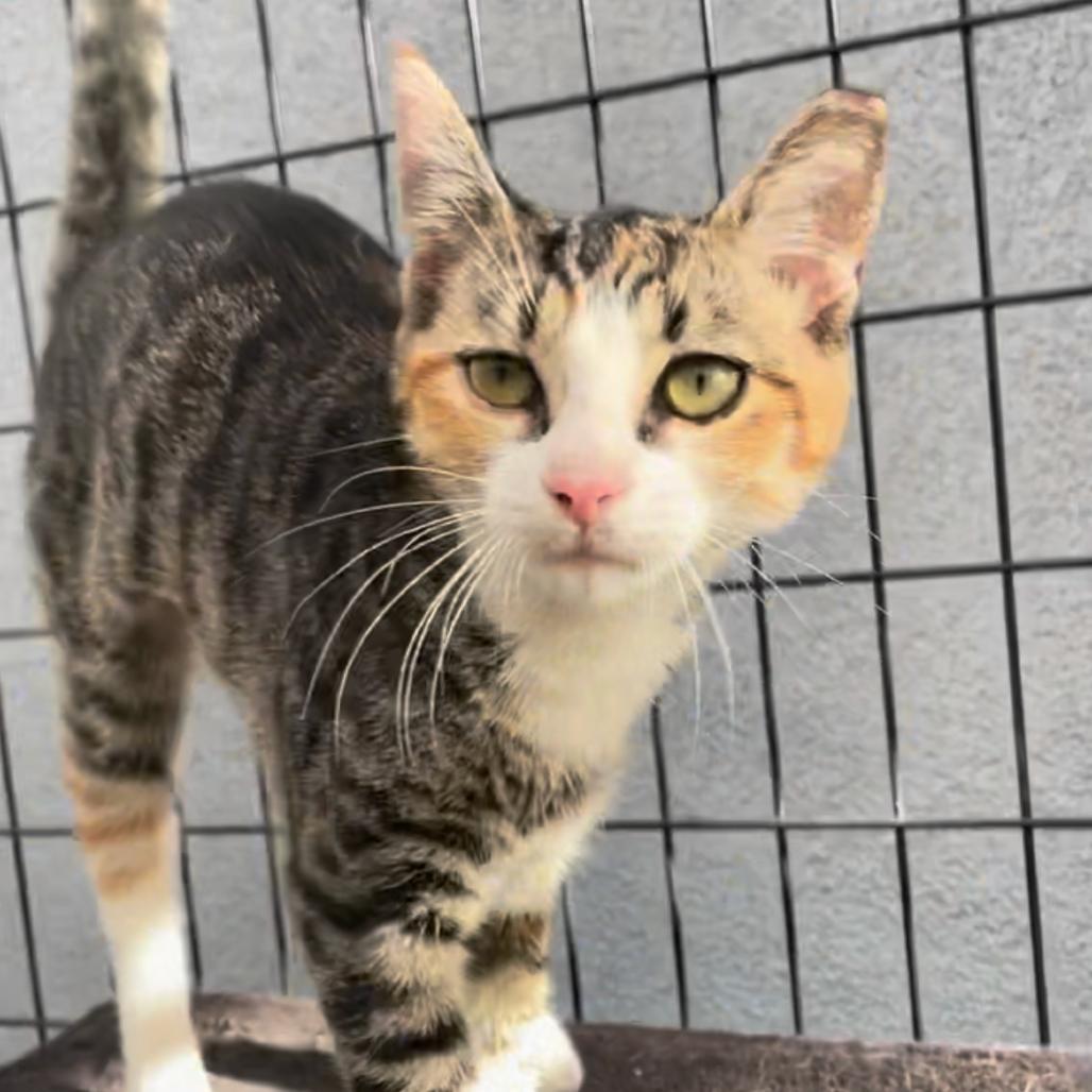 Mary Kate, a Adoptable Domestic Short Hair in Long Beach, CA image 3/6