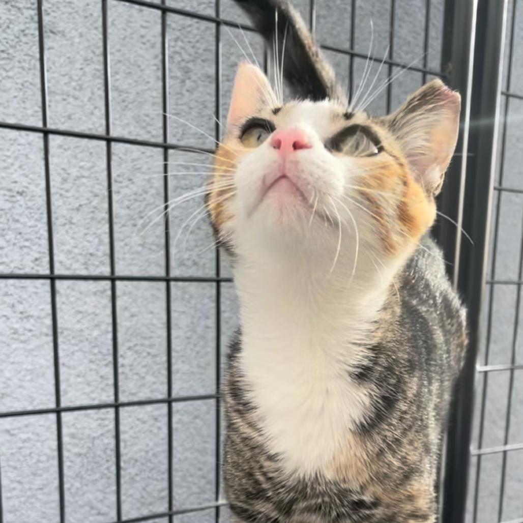 Mary Kate, a Adoptable Domestic Short Hair in Long Beach, CA image 4/6