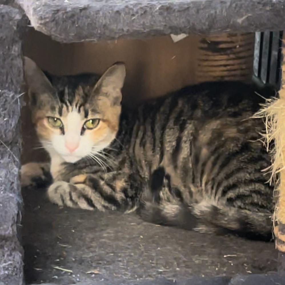 Mary Kate, a Adoptable Domestic Short Hair in Long Beach, CA image 5/6