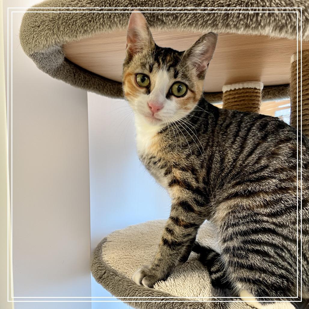 Mary Kate, a Adoptable Domestic Short Hair in Long Beach, CA image 6/6