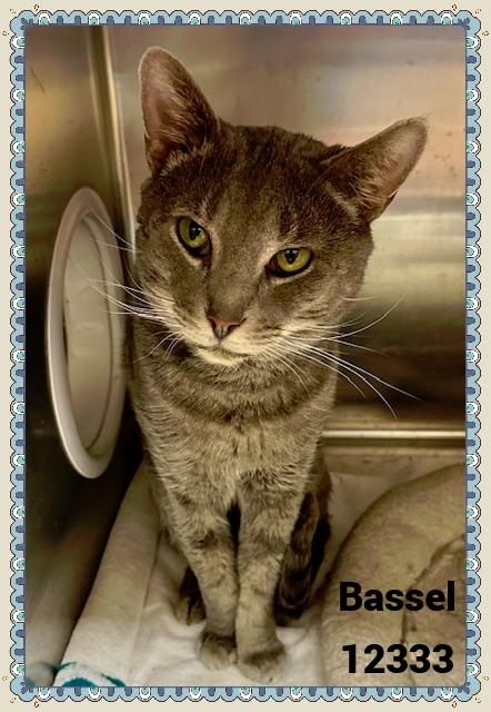 BASSEL