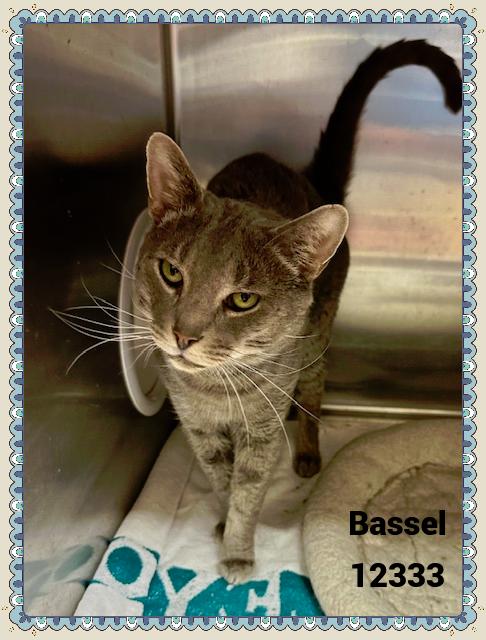 BASSEL