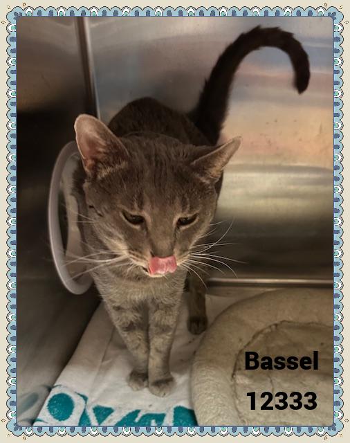 BASSEL