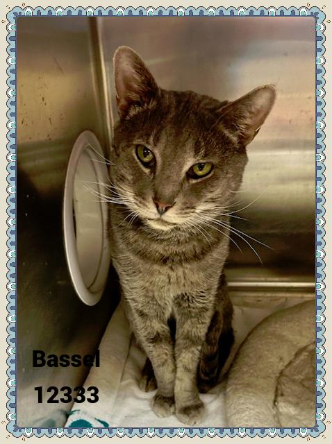 BASSEL