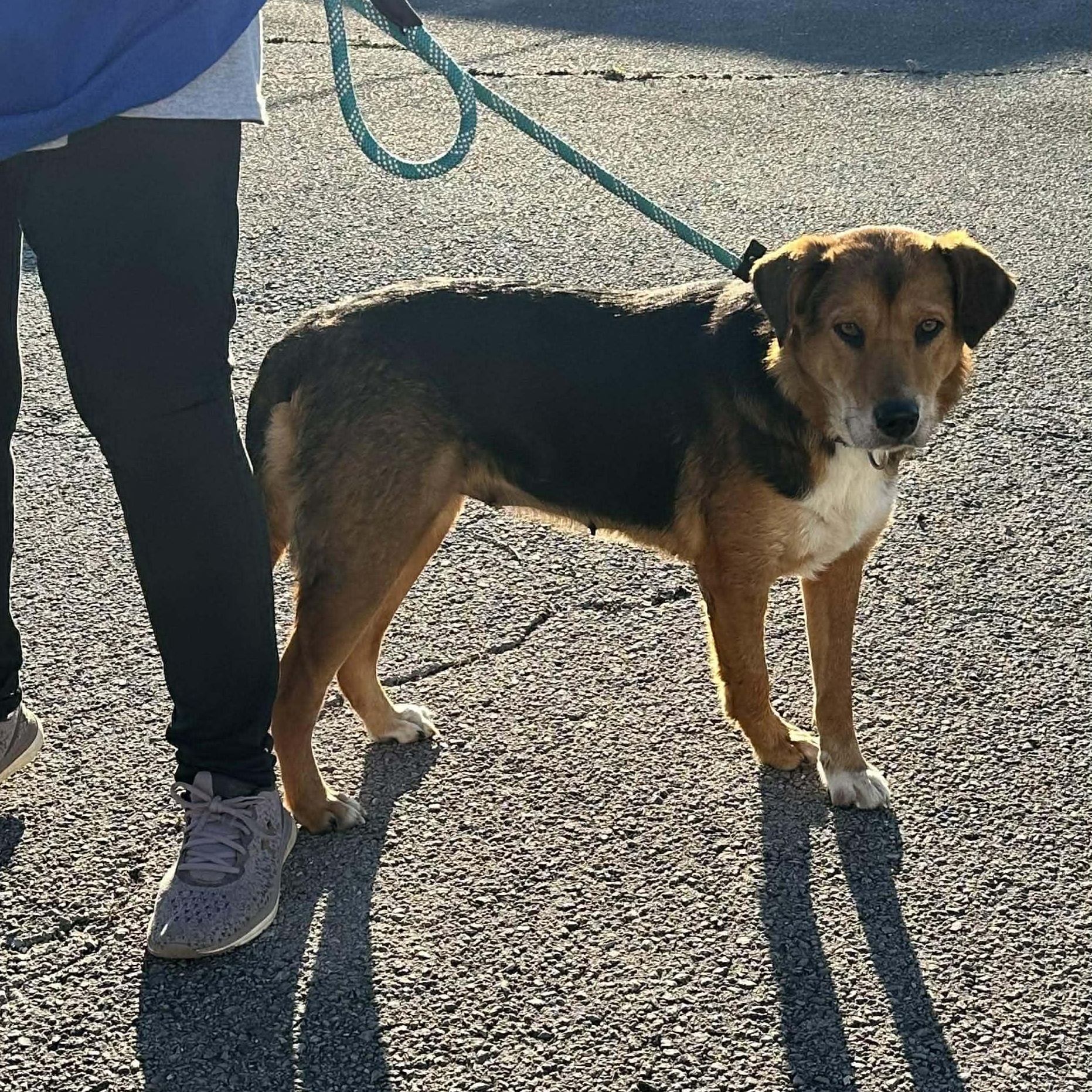 Enlarge Bonnie, an adopted mixed breed in Hopkinton, MA image 4/6