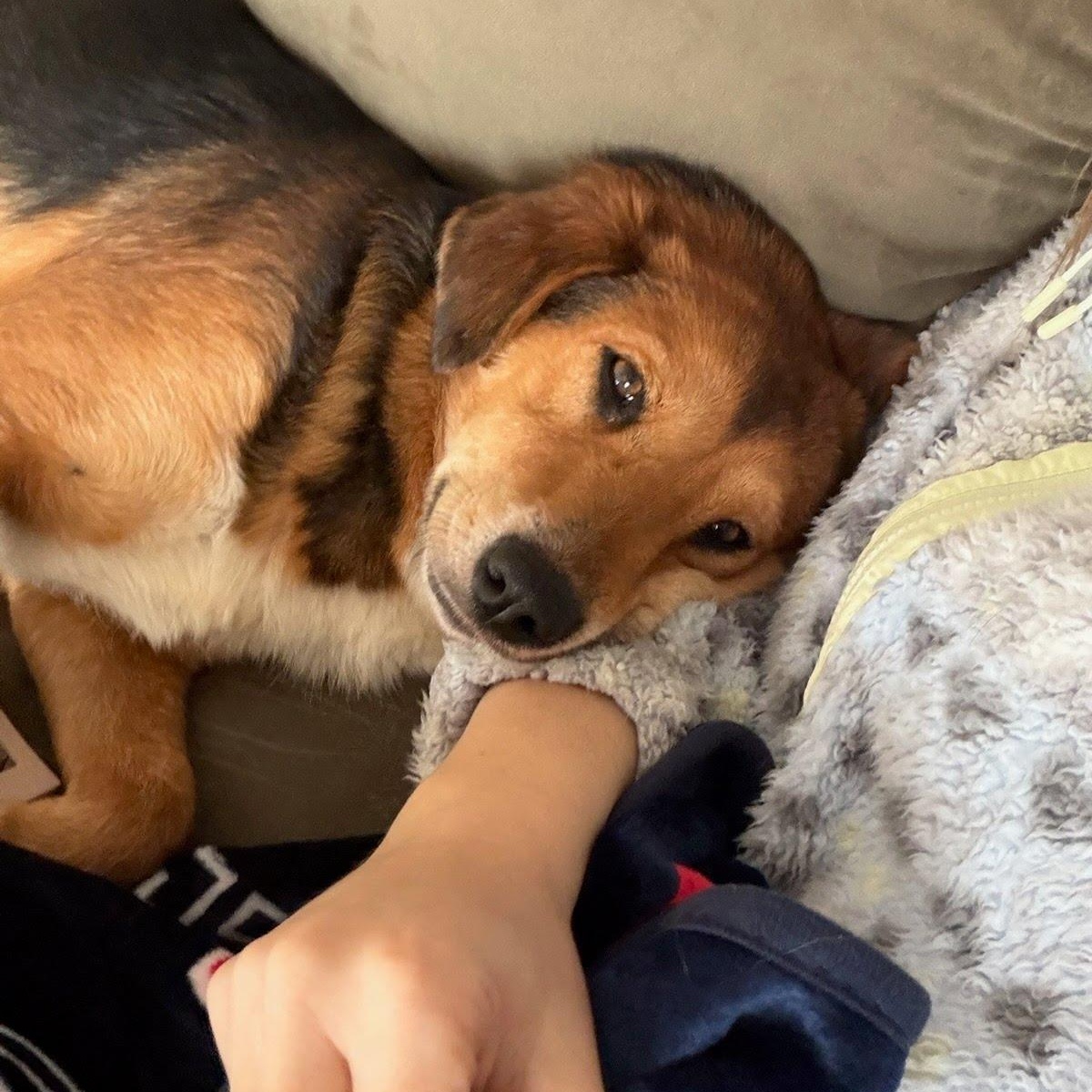 Enlarge Bonnie, an adopted mixed breed in Hopkinton, MA image 6/6