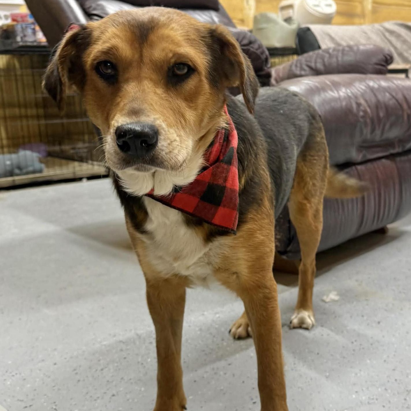 Bonnie, adopted, Adult Female Mixed Breed.