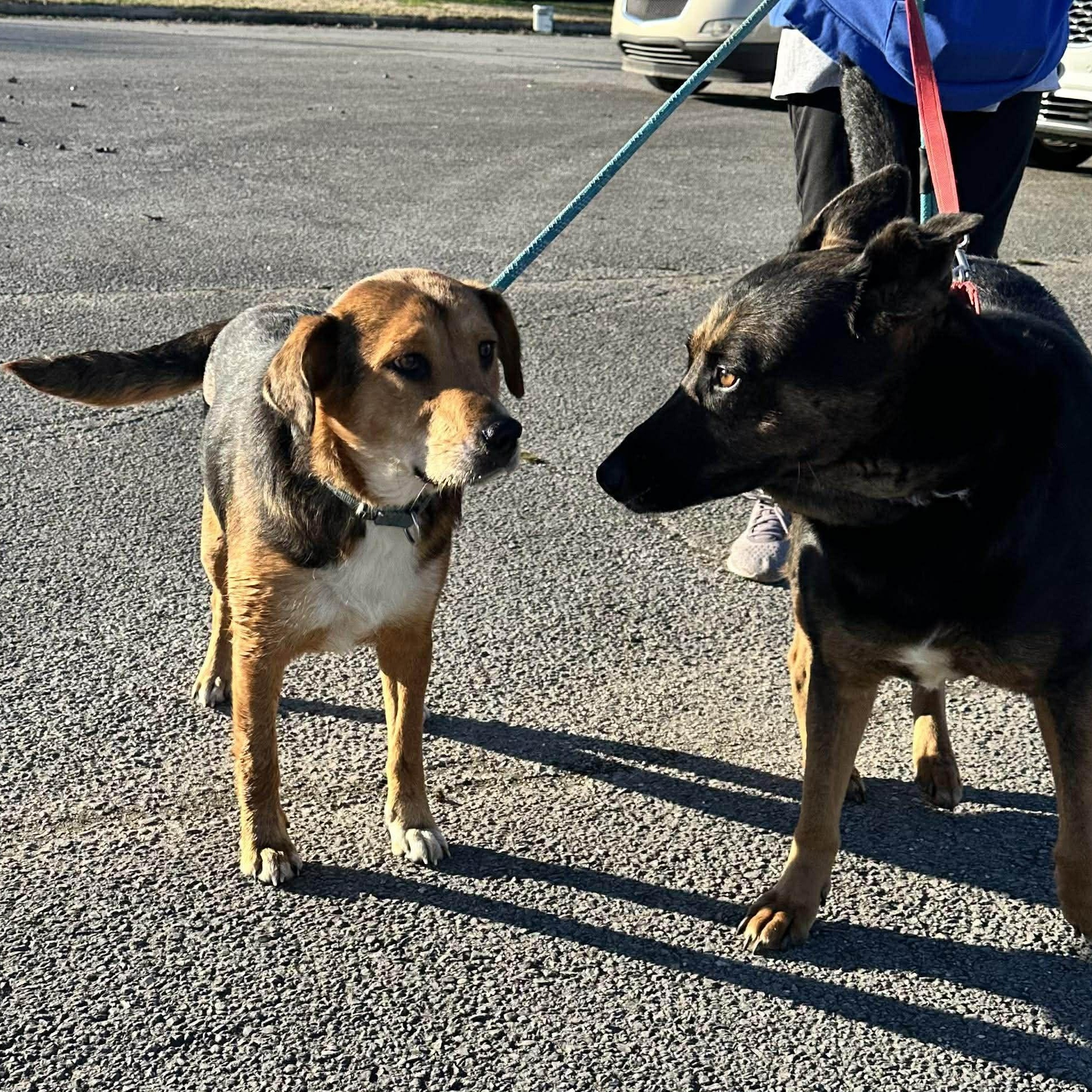Enlarge Bonnie, an adopted mixed breed in Hopkinton, MA image 5/6