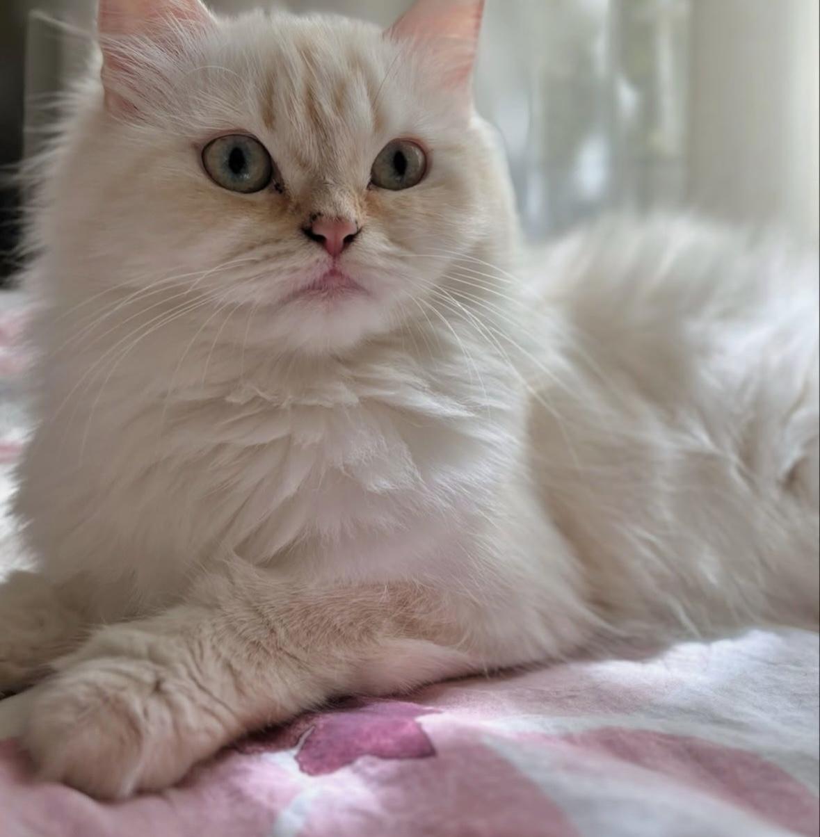 Dalida - 2.5-3Y - READ FULL PROFILE, an adoptable Himalayan in North York, ON, M6A 2G4 | Photo Image 1