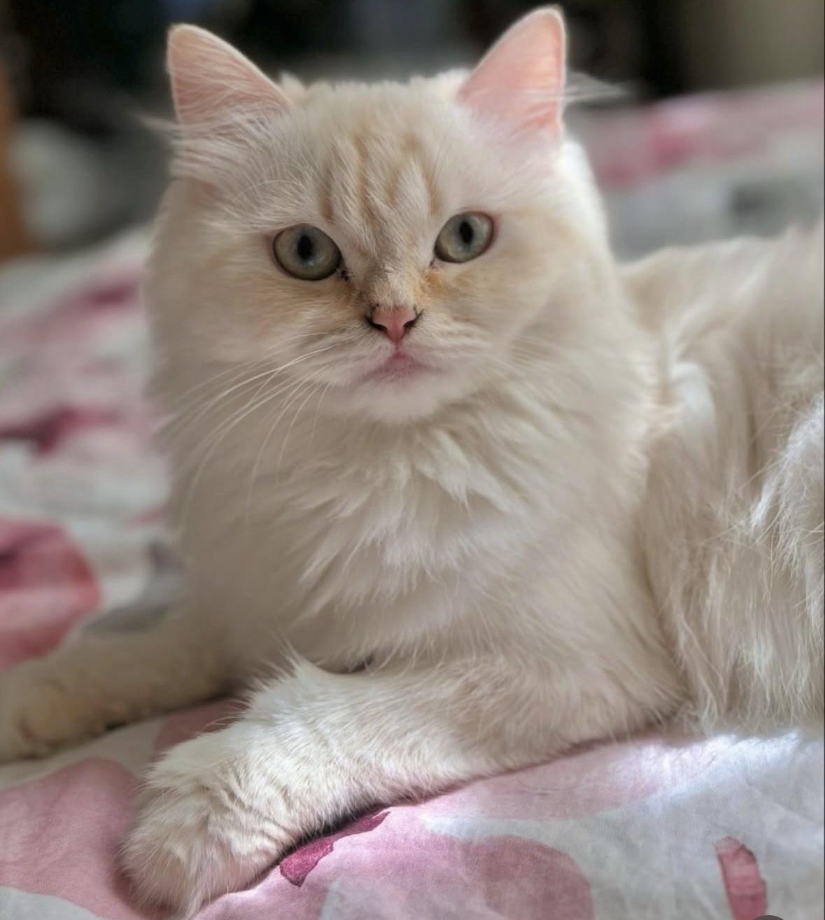 Dalida - 2.5-3Y - READ FULL PROFILE, an adoptable Himalayan in North York, ON, M6A 2G4 | Photo Image 2