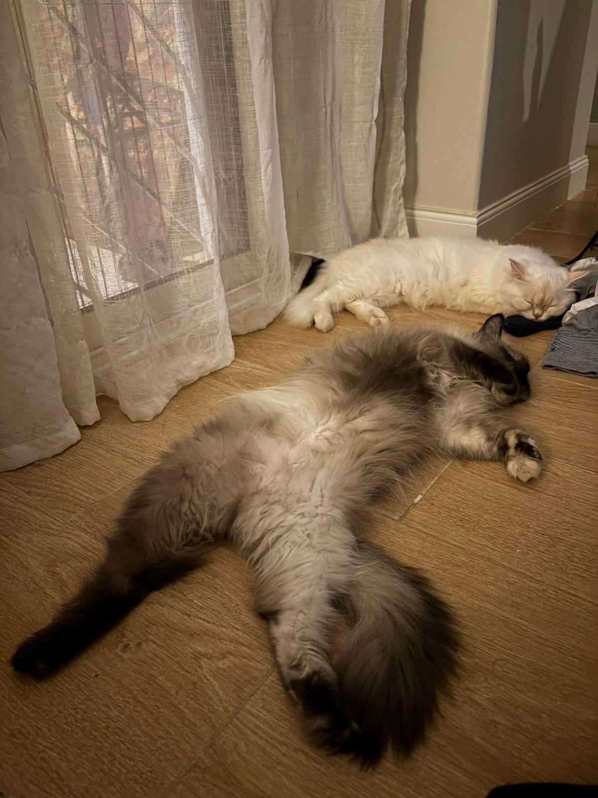 Dalida - 2.5-3Y - READ FULL PROFILE, Adoptable, Adult Female Himalayan.