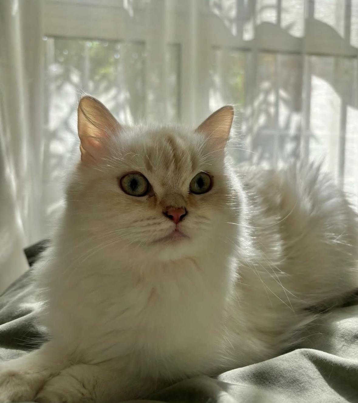 Dalida - 2.5-3Y - READ FULL PROFILE, a Adoptable mixed breed in North York, ON image 5/5