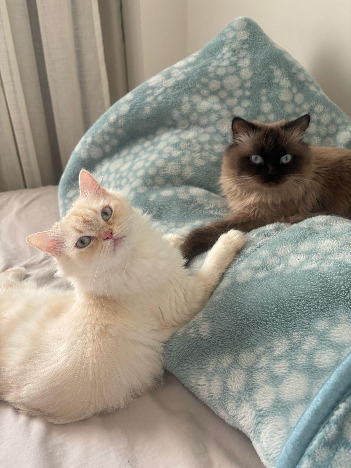 Dalida - 2.5-3Y - READ FULL PROFILE, a Adoptable mixed breed in North York, ON image 2/5