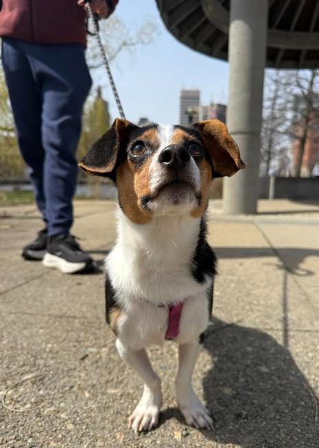 Enlarge Brody in RI, a Adoptable Dachshund in Cranston, RI image 1/3
