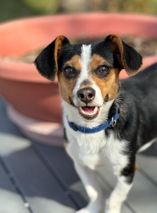 Enlarge Brody in TX, a Adoptable Dachshund in Cranston, RI image 1/3