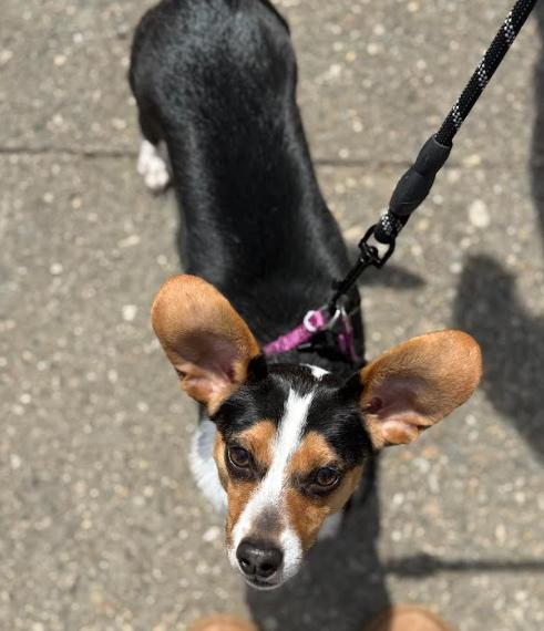 Enlarge Brody in RI, a Adoptable Dachshund in Cranston, RI image 2/3
