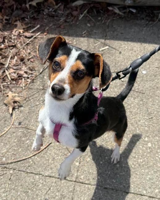 Enlarge Brody in RI, a Adoptable Dachshund in Cranston, RI image 3/3
