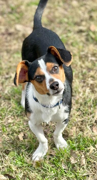 Enlarge Brody in TX, a Adoptable Dachshund in Cranston, RI image 1/2