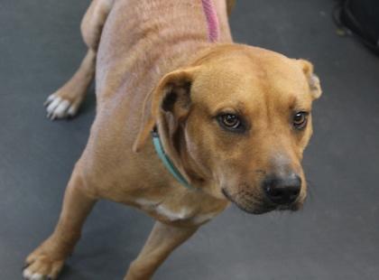 Oscar, Adoptable, Young Male Labrador Retriever & Mixed Breed.
