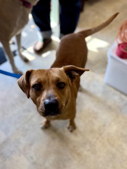 Enlarge Oscar, a Adoptable mixed breed in Picayune, MS image 2/3