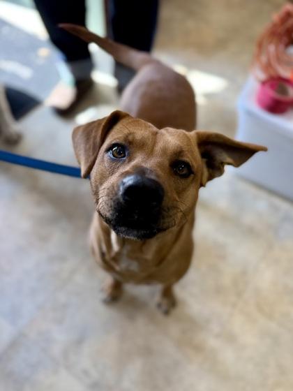 Enlarge Oscar, a Adoptable mixed breed in Picayune, MS image 3/3