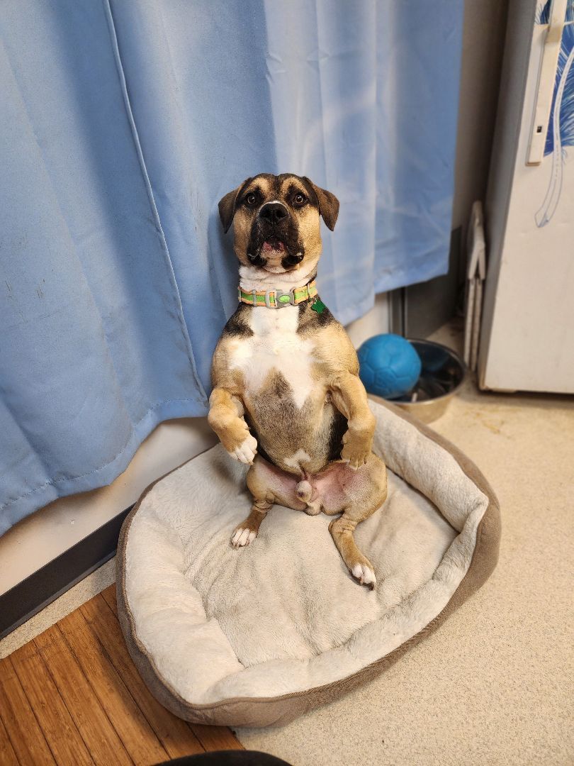 Enlarge JERICHO, a Adoptable American Bully in TULSA, OK image 9/13