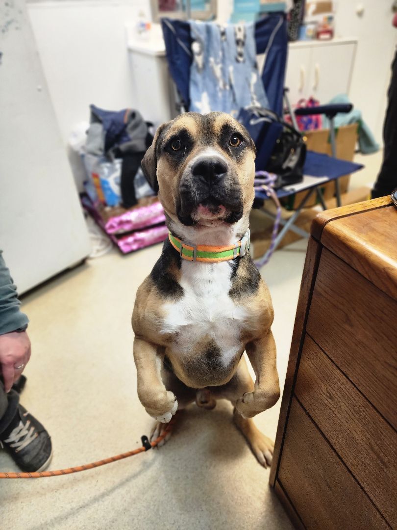 Enlarge JERICHO, a Adoptable American Bully in TULSA, OK image 1/13