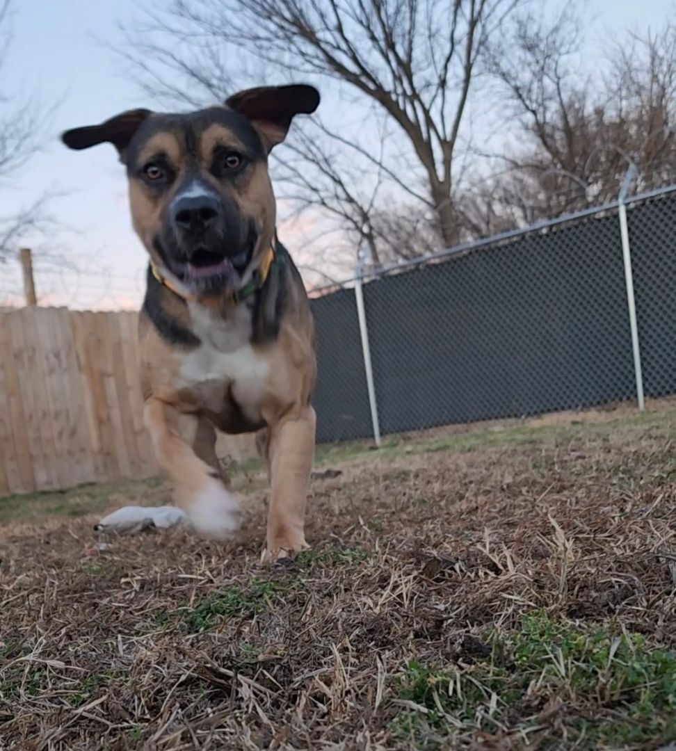 Enlarge JERICHO, a Adoptable American Bully in TULSA, OK image 10/13